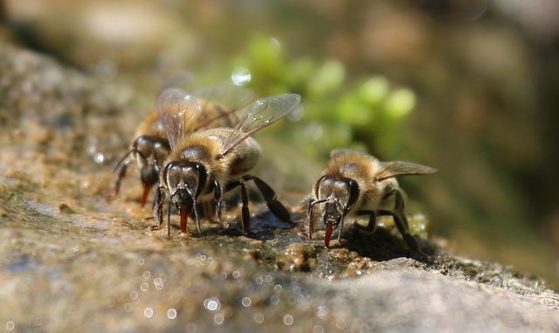 Bienen haben Durst