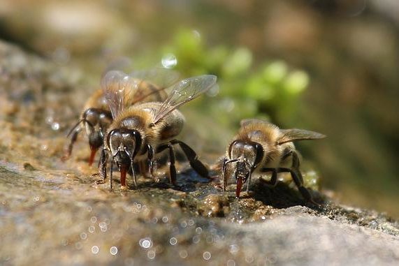 Bienen haben Durst