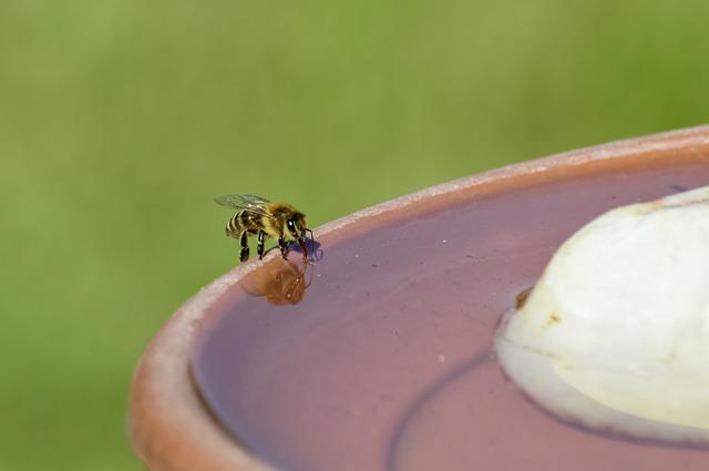 Bienen haben Durst! 