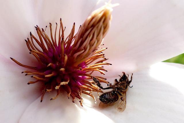Warum leben Bienen nur so kurze Zeit? 