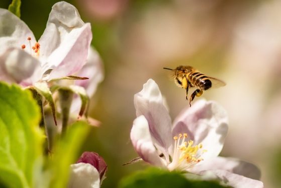 Bienen im Oktober