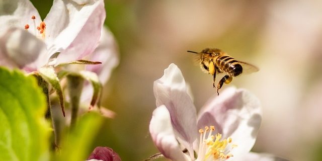 Bienen im Oktober